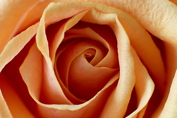 Image showing Orange rose - macro