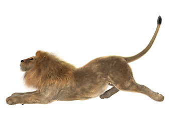 Image showing Male Lion