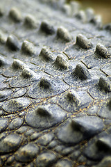 Image showing crocodile skin