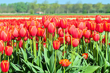 Image showing Red tulips field in Holland