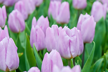 Image showing Purple tulips