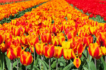 Image showing Field of red and striped tulips