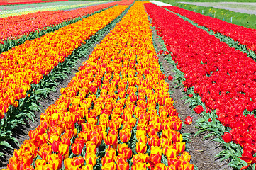 Image showing Field of red and striped tulips