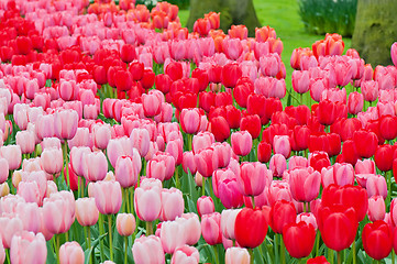 Image showing Flower beds of multicolored tulips