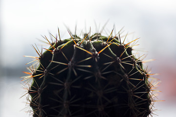 Image showing Spiny cactus 