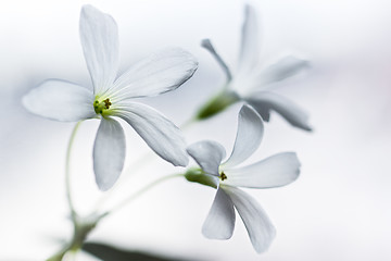 Image showing Three white flowers 