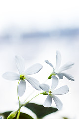 Image showing Vertical shot of white flowers 