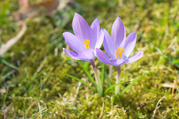 Image showing Spring sunlight crocus pastel flowers on sunshine Alpine meadow