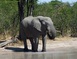 Image showing Elephant in Botswana