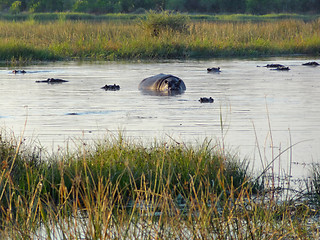 Image showing Hippos in Botswana