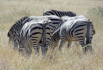 Image showing flock of zebras