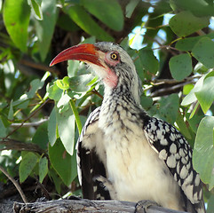 Image showing Northern red-billed hornbill