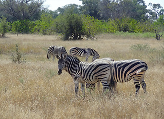 Image showing flock of zebras