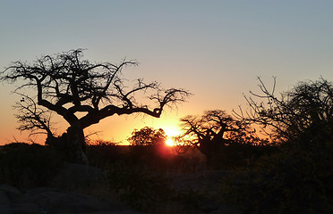 Image showing Baobab tree at Kubu Island