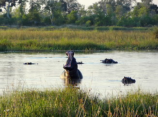 Image showing Hippos in Botswana