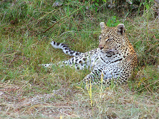 Image showing resting leopard