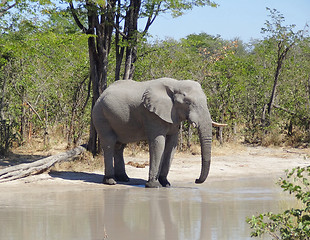 Image showing Elephant in Botswana