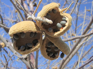 Image showing african Chestnut fruits