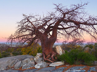 Image showing chestnut tree at Kubu Island