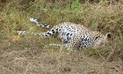 Image showing resting leopard