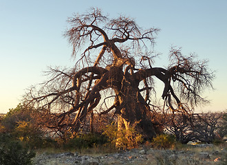 Image showing chestnut tree at Kubu Island