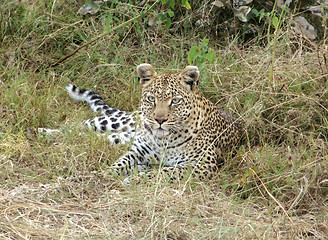 Image showing resting leopard