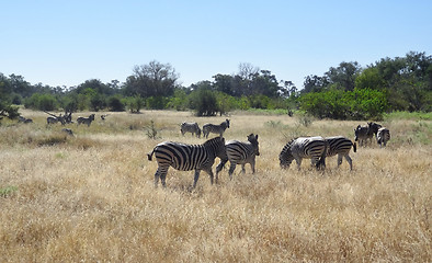 Image showing flock of zebras