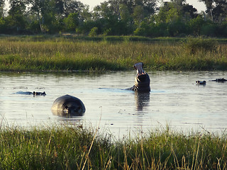 Image showing Hippos in Botswana