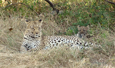 Image showing resting leopard