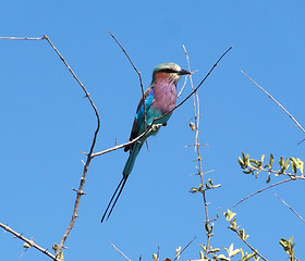 Image showing Lilac-breasted roller