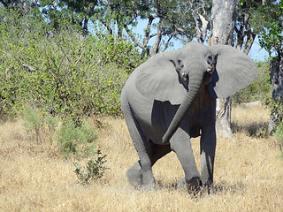 Image showing Elephant in Botswana