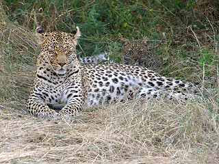 Image showing resting leopard