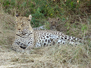 Image showing resting leopard