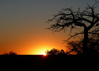 Image showing Baobab tree at Kubu Island