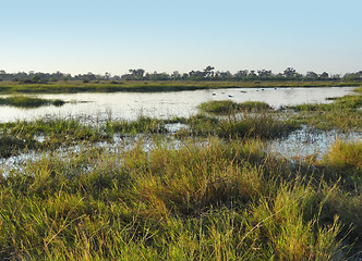 Image showing Hippos in Botswana