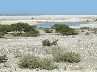 Image showing Makgadikgadi Pan