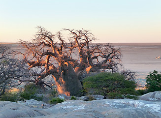 Image showing Baobab tree at Kubu Island