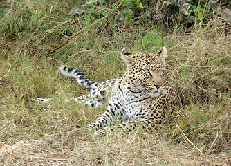 Image showing resting leopard