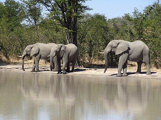 Image showing Elephants in Botswana