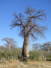 Image showing Baobab tree at Kubu Island