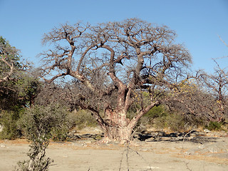 Image showing chestnut tree at Kubu Island