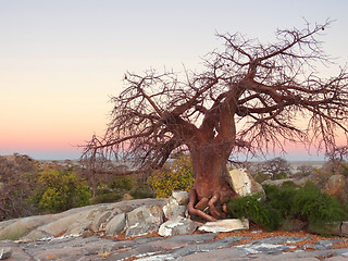 Image showing chestnut tree at Kubu Island