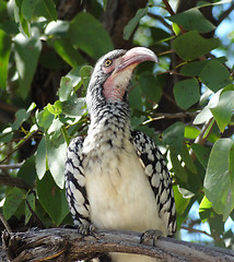 Image showing Northern red-billed hornbill