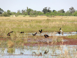 Image showing water hole with birds