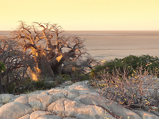 Image showing Baobab tree at Kubu Island