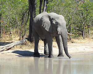 Image showing Elephant in Botswana