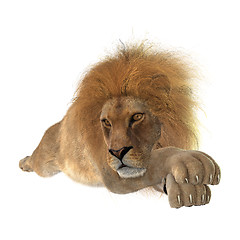 Image showing Male Lion