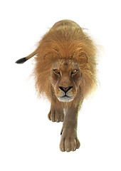 Image showing Male Lion