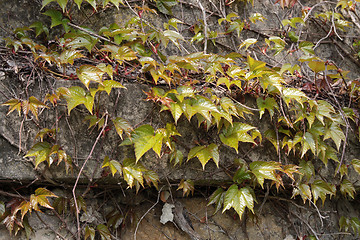 Image showing Old wall with ivy