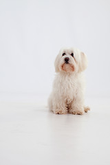 Image showing Maltese dog